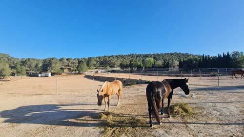 2523SS spanien, alicante, monovar, gästeranch, finca zu verkaufen