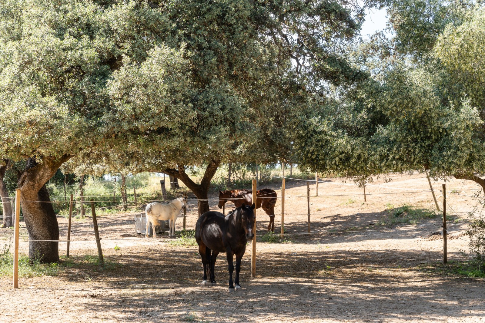 2527 andalusien, ronda, reitstall, finca zu verkaufen
