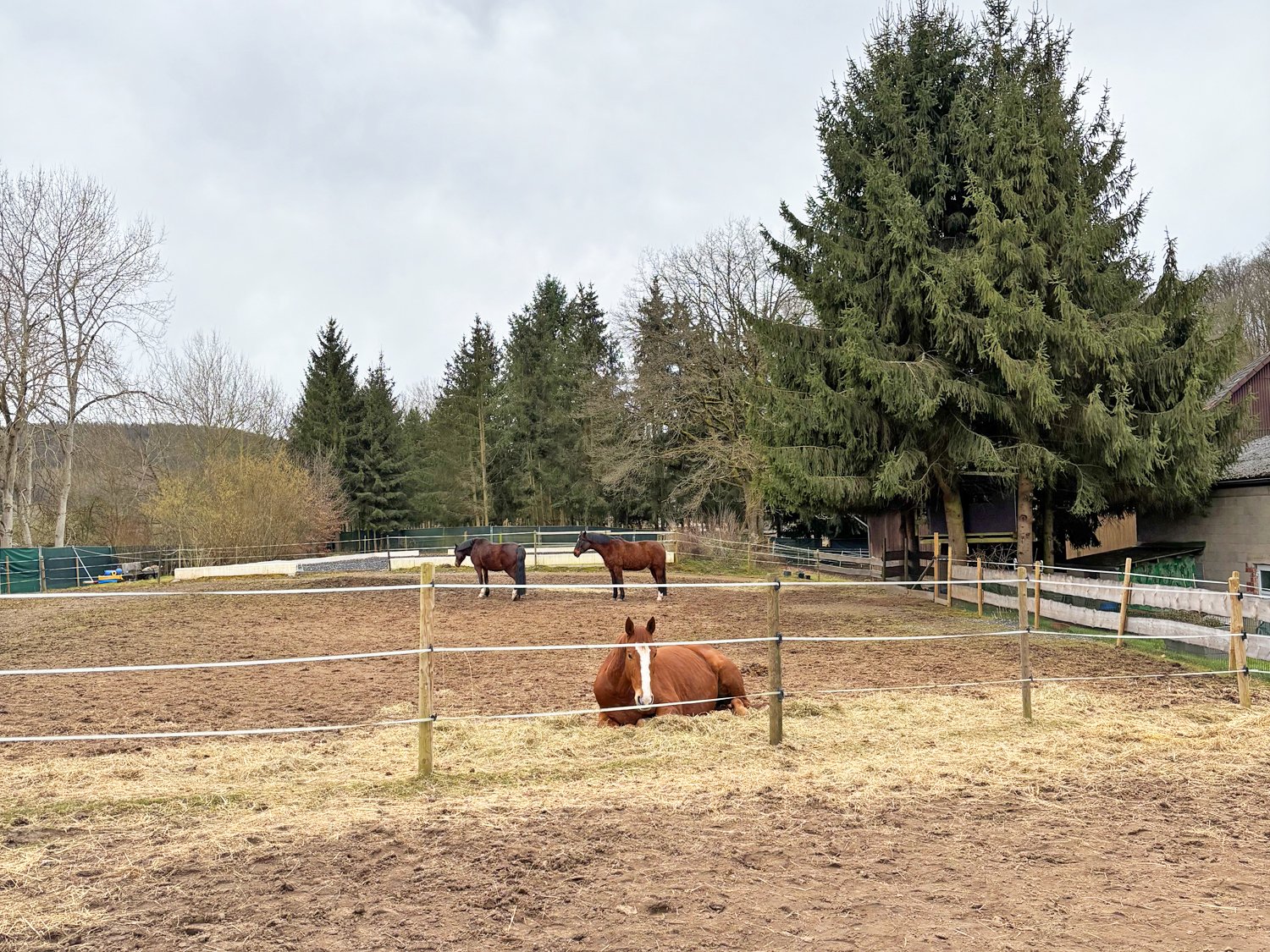 2539 Hessen, Vogelsbergkreis, Schlitz, Haus mit Pferdestall, Reitplatz zu verkaufen