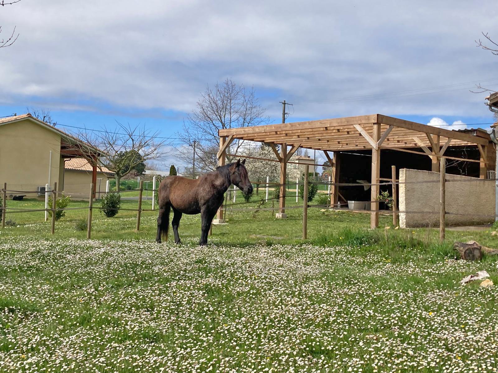 2609 Süd-west-Frankreich, Saint-Emilion, haus für pferdeliebhaber verkaufen 2609 Süd-west-Frankreich, Saint-Emilion, haus für pferdeliebhaber verkaufen