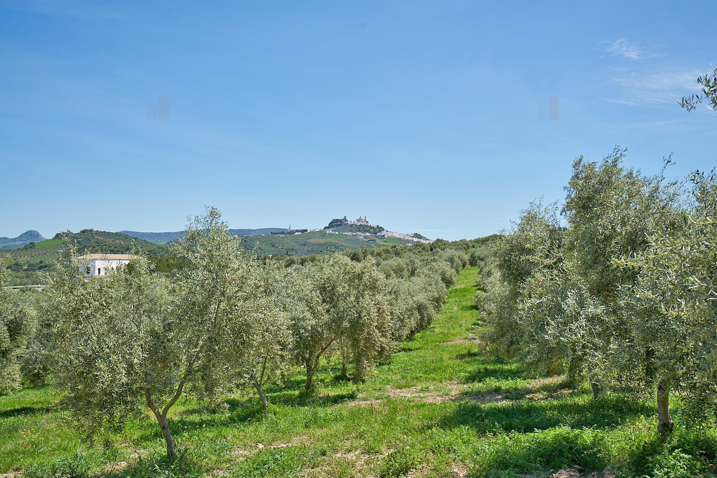 2614KN andalusien, provinz cadiz, olvera, finca, pool, oliven zu verkaufen 2614KN andalusien, provinz cadiz, olvera, finca, pool, oliven zu verkaufen